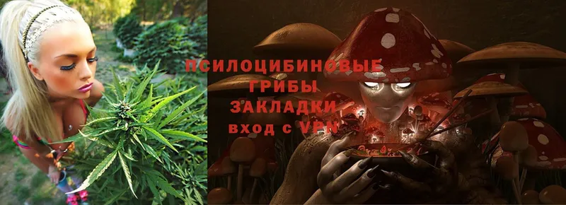 Галлюциногенные грибы Psilocybe  блэк спрут как зайти  Жуковский 